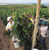 Copertina di Più lacrime che vino: vendemmia da incubo