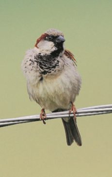 Copertina di Eppure parliamo come gli uccelli