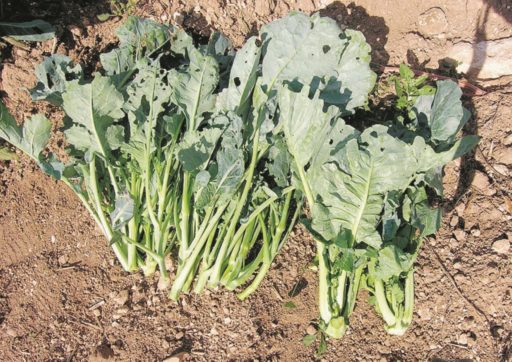 Il Cavolo Vecchio  di Rosolini (da zuppa)