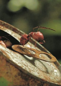 Copertina di Il mondo di Minuscule, Signore degli Anelli delle formiche animate