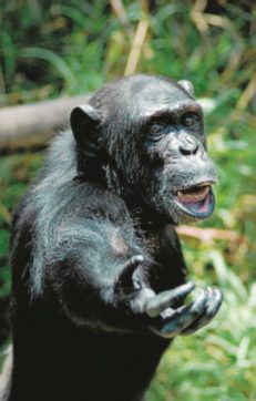 Scimpanzé, grugnire in un’altra lingua