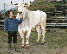 Copertina di Vino e carne chianina conditi con biomasse