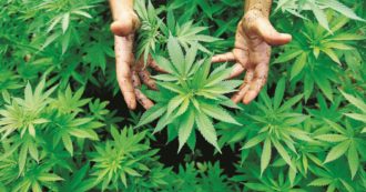 Copertina di Trattamenti terapeutici con la cannabis medicale: la diretta dell’Associazione Coscioni