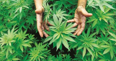 Copertina di Trattamenti terapeutici con la cannabis medicale: la diretta dell’Associazione Coscioni