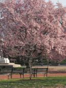 Copertina di Noi proibiremo il rosso delle ciliegie