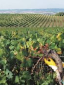 Copertina di L’affare leggendario delle vigne di Baffino