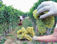 Copertina di La linea del Prosecco  che ferma la politica