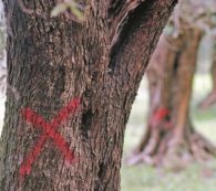 Copertina di Chi ha “armato”  il killer degli ulivi?