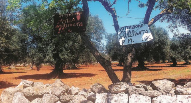 Copertina di Ulivi: la Ue salva Lecce, non Vendola