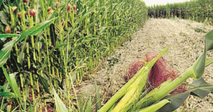 Copertina di Ogm- Almeno in agricoltura serve  un principio di cautela ragionato