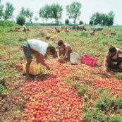 Copertina di Salento, non solo spiagge: anche caporali e morte