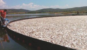 Copertina di L’agonia della laguna: pesci morti per asfissia