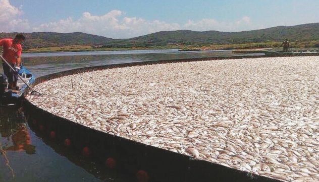 L’agonia della laguna: pesci morti per asfissia