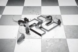 Copertina di La vena madre di Dro Un palco per ridere provocare e danzare