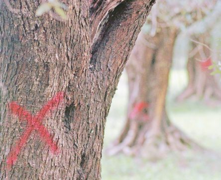 Xylella, l’unico turista non gradito nel Salento