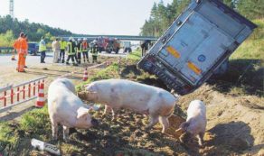 Copertina di Maiali, morti e lamiere: 10 ore bloccati sull’A1