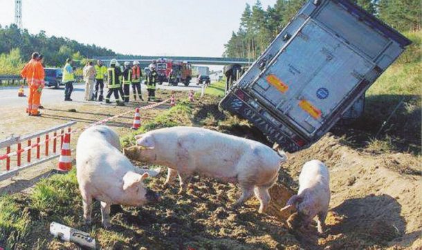 Maiali, morti e lamiere: 10 ore bloccati sull’A1
