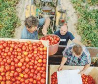 Copertina di “Riempie 57 casse e poi crolla”: il mistero del bracciante sparito