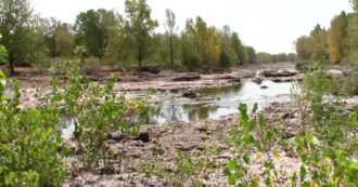 Copertina di Siccità, il fiume è in secca: decine di pesci morti nel Serio. Il video dalla provincia di Bergamo