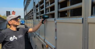 Trasporto animali, maiali sottoposti a stress da caldo e sofferenze: tutto questo è legale