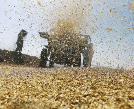 Diktat delle multinazionali, non disperdere il seme