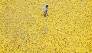 Copertina di Altro che “felce e mirtillo”. Il cibo bio è la vera sfida