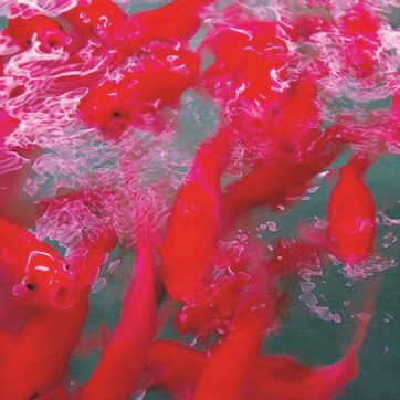 Copertina di Poveri pesci rossi, dai luna park a sgradite bomboniere di nozze