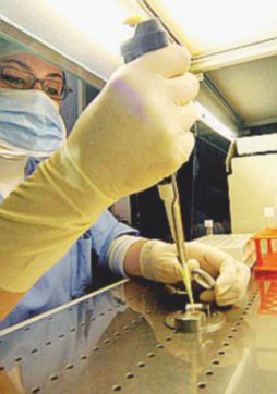 La Consulta: “Non è reato selezionare embrioni malati”