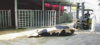 Copertina di Macello Italcarni la mala-morte sulle nostre tavole