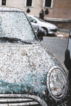 Attacchi programmati di guano. Così gli storni anticipano l’Isis