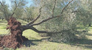 Copertina di “Pesticidi illegali”:  così hanno creato la Xylella