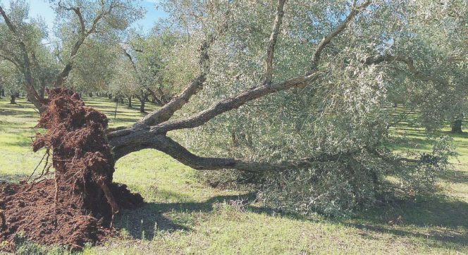 “Pesticidi illegali”:  così hanno creato la Xylella