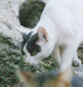 Copertina di E il povero gatto finì in fondo al  secchio