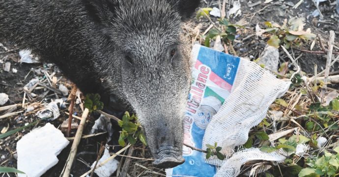 Copertina di Vita quotidiana di Mamo, un cinghiale a Roma Nord