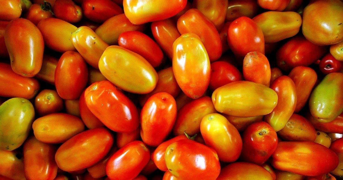 Focolaio di Salmonella in Europa con 400 casi di cui 123 in Italia: cosa dice davvero il report dell’UE sulla provenienza dei pomodori contaminati