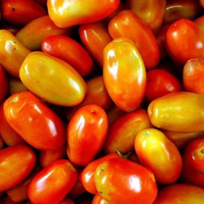 Focolaio di Salmonella in Europa con 400 casi di cui 123 in Italia: cosa dice davvero il report dell’UE sulla provenienza dei pomodori contaminati