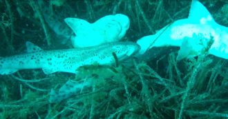 Copertina di Isola d’Elba, carcasse di squali e razze legate sul fondale nei punti di immersione dei diving: “E’ vendetta di alcuni pescatori”. Ecco perché