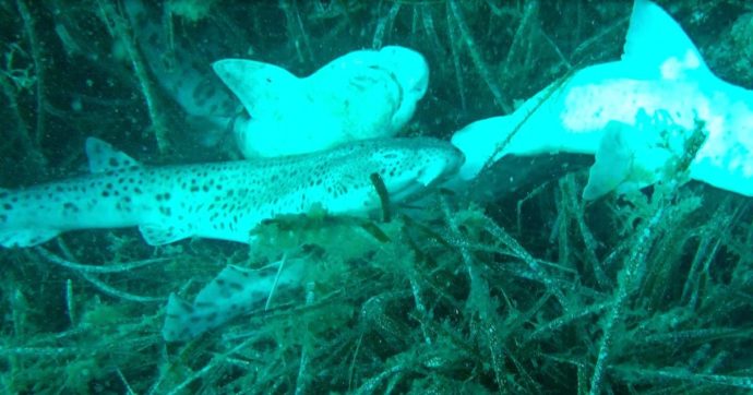 Isola d’Elba, carcasse di squali e razze legate sul fondale nei punti di immersione dei diving: “E’ vendetta di alcuni pescatori”. Ecco perché