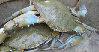 Copertina di Ladispoli, ritrovato un granchio blu in spiaggia largo più di 20 cm. La preoccupazione degli esperti: “Si ciba di ogni cosa nel mare”