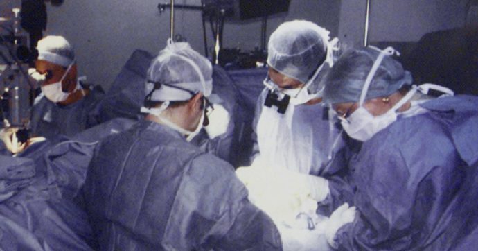 Trapiantato il rene di un maiale geneticamente modificato in un uomo, è la prima volta al mondo