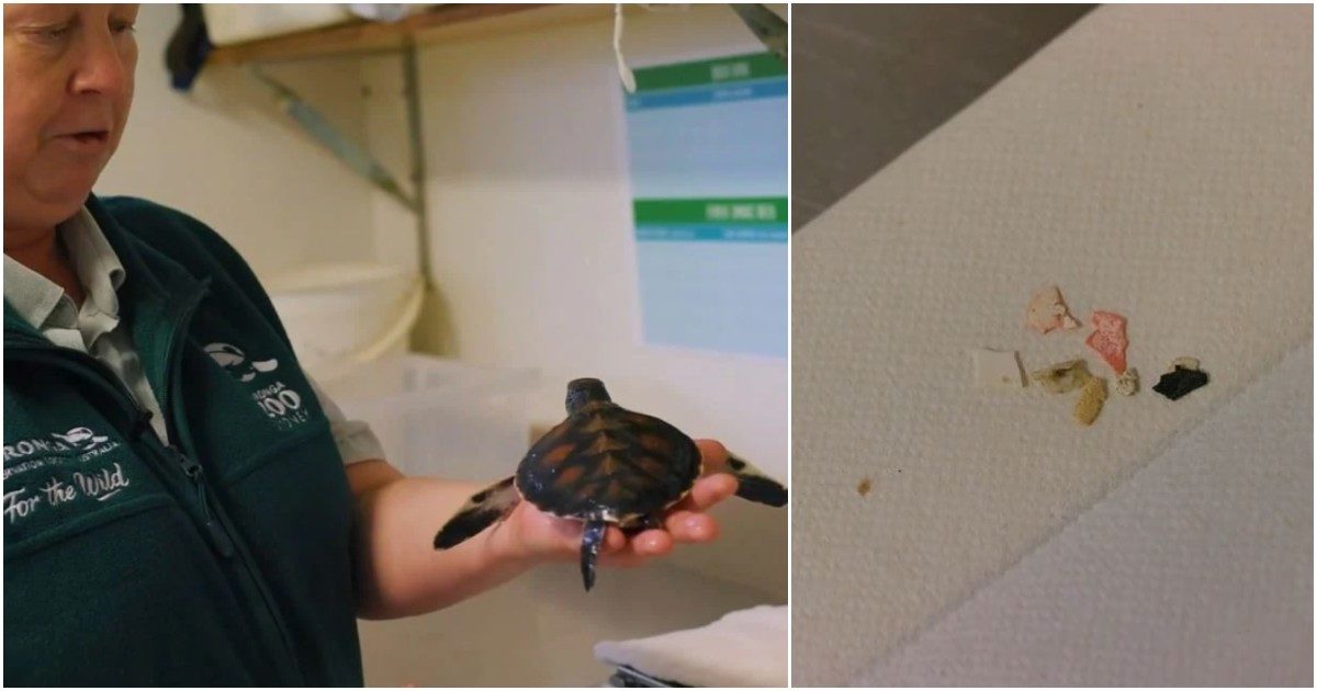Cucciolo di tartaruga marina defeca plastica per sei giorni. I volontari che l’hanno salvata: “Aveva lo stomaco completamente pieno, è fortunata ad essere viva”