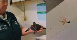 Copertina di Cucciolo di tartaruga marina defeca plastica per sei giorni. I volontari che l’hanno salvata: “Aveva lo stomaco completamente pieno, è fortunata ad essere viva”