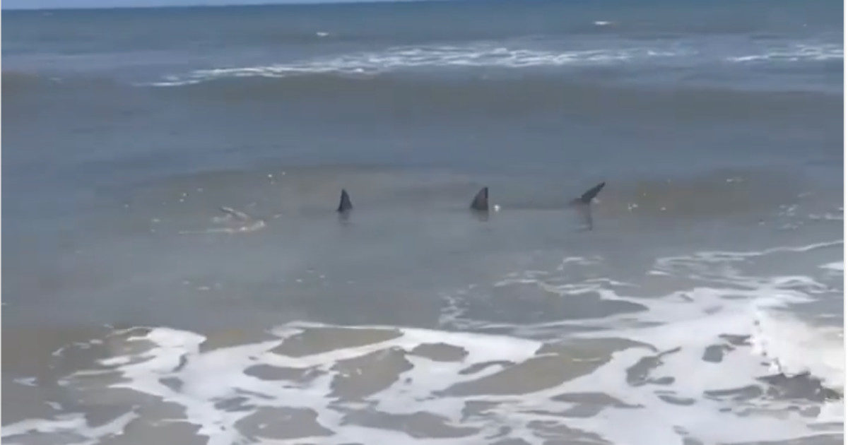 Decine di avvistamenti di squali vicino alle spiagge degli Stati Uniti: ecco che cosa sta succedendo sulla costa orientale