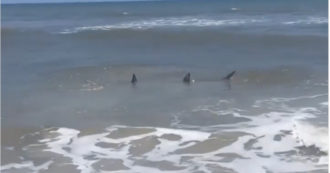 Copertina di Decine di avvistamenti di squali vicino alle spiagge degli Stati Uniti: ecco che cosa sta succedendo sulla costa orientale