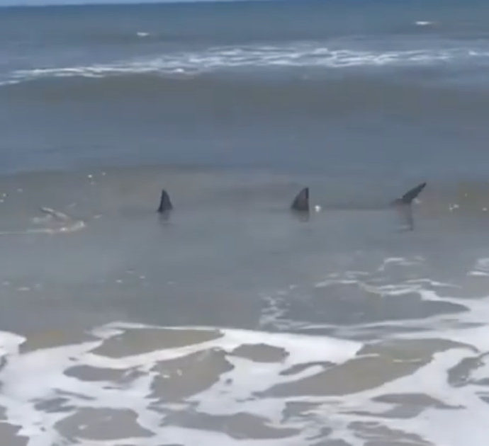 Decine di avvistamenti di squali vicino alle spiagge degli Stati Uniti: ecco che cosa sta succedendo sulla costa orientale