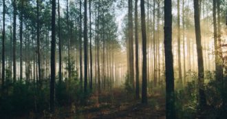 Copertina di Giornata mondiale delle foreste: la lotta per combattere il disboscamento contro l’azione di lobby e industria del legname