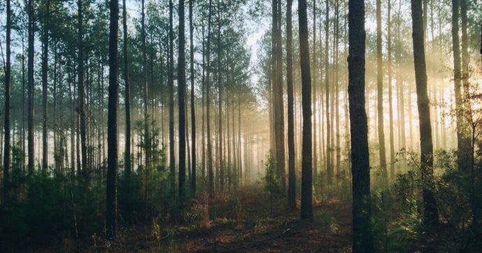 Giornata mondiale delle foreste: la lotta per combattere il disboscamento contro l’azione di lobby e industria del legname