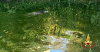 Copertina di Milano, morto il cinghiale che nuotava nella Darsena. Era stato individuato e recuperato dai vigili del fuoco