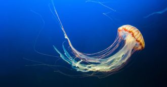 Copertina di Vacanze: dalla campagna al mare, come convivere con animali e insetti