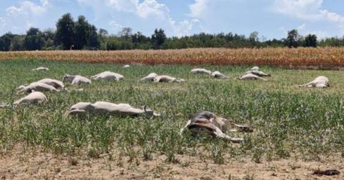 Cuneo, “50 mucche avvelenate dal sorgo” in un allevamento. Coldiretti: “Attendiamo esami”